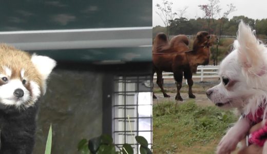 那須動物大国冒険日誌にゃ♡